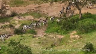 Zebras / Serengeti , Tanzania 2024 Aerial