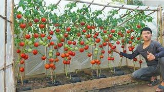 No need to buy tomatoes anymore. I discovered the secret to growing tomatoes all year round