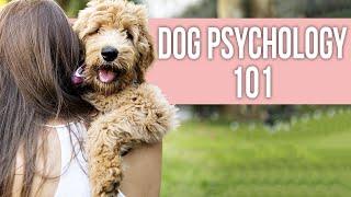 Dog Psychology 101: Understand Dog Psychology Easily