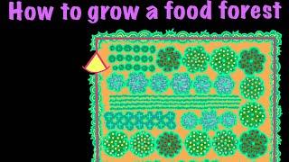 How to grow a food forest as explained by Andrew Millison