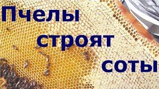 А вы видели, как пчелы строят соты для меда?