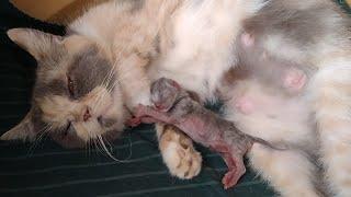 Newborn Kitten Struggling To Drink Milk And Mother Cat Struggling To Feed Milk