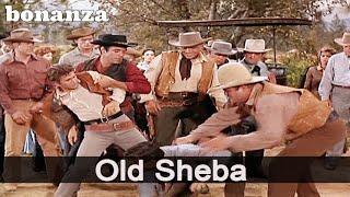 Bonanza - Old Sheba | Episode 196 | Free Western Series | Cowboys | Full Length | English