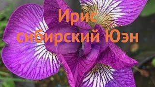 Ирис сибирский Юэн (iris sibirica yuen)  сибирский ирис Юэн обзор: как сажать, луковицы ириса Юэн