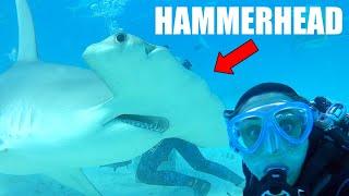 SHARK DIVING BIMINI | Hammerheads and Reef Sharks