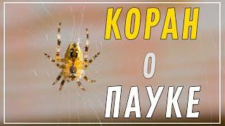 Что в Коране говорится о пауке?