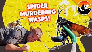 SPIDER-MURDERING WASPS - 10 Things You Probably Need to Know!