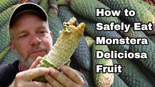 The Tastiest Fruit In The World! - How to Pick and Eat Monstera Deliciosa Safely