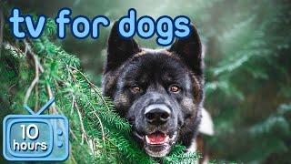 Virtual Dog TV! Videos for Dogs to Prevent Boredom [With ASMR Music]