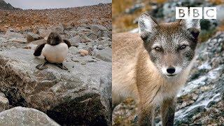 Arctic Fox SHUT DOWN by bravest Guillemot Chick in the world | Spy In The Wild - BBC