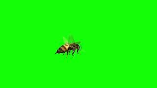 Bee Green Screen Animated Pack 3D