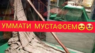 МОБАНДАИ ХУДОЕМ УММАТИ МУСТАФОЕМ