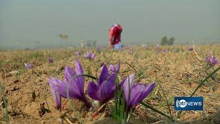 Alternative poppy cultivation introduced to farmers|معرفی کشت بدیل کوکنار برای هزارها دهقان در کشور