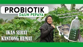 IKAN SEHAT, KANTONG HEMAT - PROBIOTIK UNTUK BUDIDAYA IKAN NILA