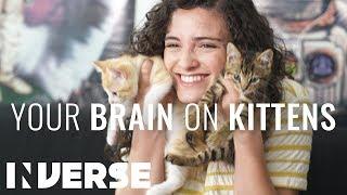 Your Brain On Kittens | Inverse