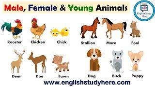 Animal Names: Male, Female, and Young | Male, Female & Young Animals in English