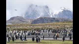 THE GREATEST WILDLIFE DESTINATION ON EARTH!!! - South Georgia Vlog Pt 2