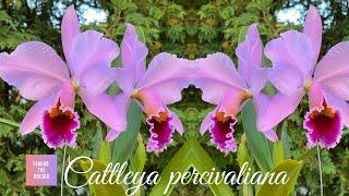 How to grow and bloom Cattleya percivaliana..Christmas Orchid.. Venezuela orchid species