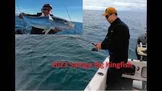 Big Kingfish on New Ocea Jigger, Saltiga 2023 Fishing Newzealand Gulp Softbait