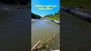 #mancingikan #fishing #mancingikangabusbesar #ikangabusbabon #mancingmania