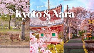 Spring in Kyoto & Nara| cherry blossom hunting, cafe hopping, Sannenzaka, Nara park | JAPAN VLOG