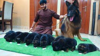 The World Biggest German Shepherd Dog Giving Birth to 9 Puppy How To Care Puppies Hsn Entertainment