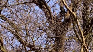 Goshawk Nest Attacked by Egyptian Geese