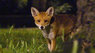 Red Fox (Vulpes vulpes)  - Hackney, London UK