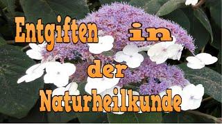 Entgiften in der Naturheilkunde