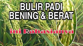 BULIR PADI BENING DAN BERAT