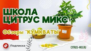 Обзор и сравнение кумкватов #цитрусовые #комнатныерастения