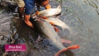 Giant Fish Catch At Black River