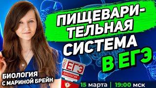 ПИЩЕВАРИТЕЛЬНАЯ СИСТЕМА ЕГЭ