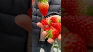 Qulupnay Biznesi #vesagro #agribusiness #strawberry