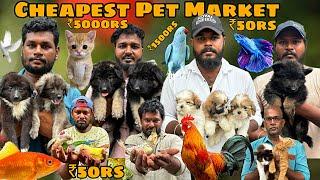 Chennai Cheap Pet   Market 2024 | Cute Puppies | Pet Market Chennai