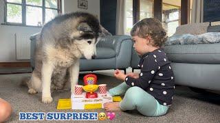 BEST SURPRISE EVER FOR OUR OLD HUSKY!.