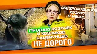 ОБЕЗРОЖИВАНИЕ КОЗЛЯТ В МЕСЯЦ. ПРОДАЮ КОЗЛИКОВ КАМЕРУНЦЕВ НЕ ДОРОГО.