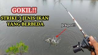 GOKIL!! 1 Spot Mancing 3 Jenis Ikan Terselamatkan || Casting Tambak Kampung Nelayan Belawan