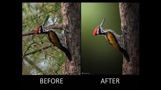 How to edit a bird photo/ Wildlife photo editing.