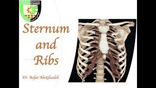 Sternum and Ribs