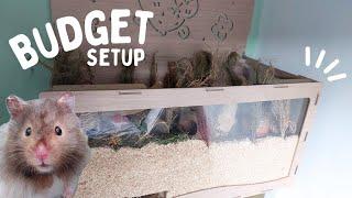 How to Set up a Hamster Cage on a BUDGET