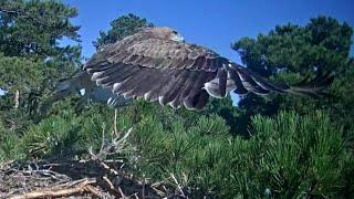 Àguila marcenca dels Ports - Primer vol  (03.07.2024)