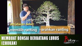 MEMBUAT BONSAI BERBATANG LURUS (CHOKAN)