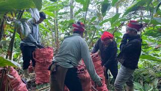 The process of me and everyone going to the forest to harvest cardamom part 1 | Family Farm Life