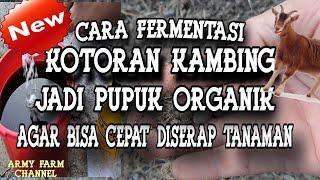 Cara Fermentasi Kohe Kambing Jadi Pupuk Organik Yang Bisa Cepat Diserap Tanaman