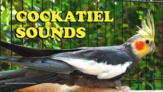 Cockatiel Sounds - Gray Cockatiel (Wono) - Chirping Sounds