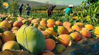 How Australian Farmers Produce Thousands Of Tons Of Mangoes | Farming Documentary