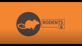 Facts About Rodents: Homeowner’s Guide to Pest Control