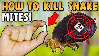 How To Get Rid Of Snake Mites FAST!