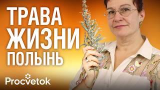 ПОЛЫНЬ: убивает паразитов, спасает от вирусов и переедания! Как применять и противопоказания